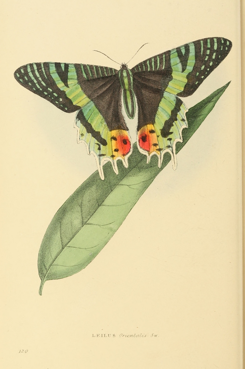 Zoological Illustrations Volume III Series 2 130.jpg
