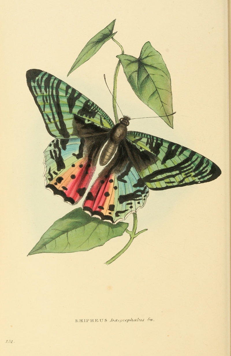 Zoological Illustrations Volume III Series 2 131.jpg