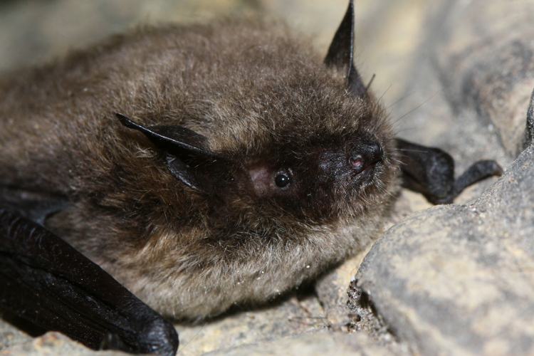 Myotis brandtii - Manuel Ruedi - Brandt's bat (Myotis brandtii).JPG