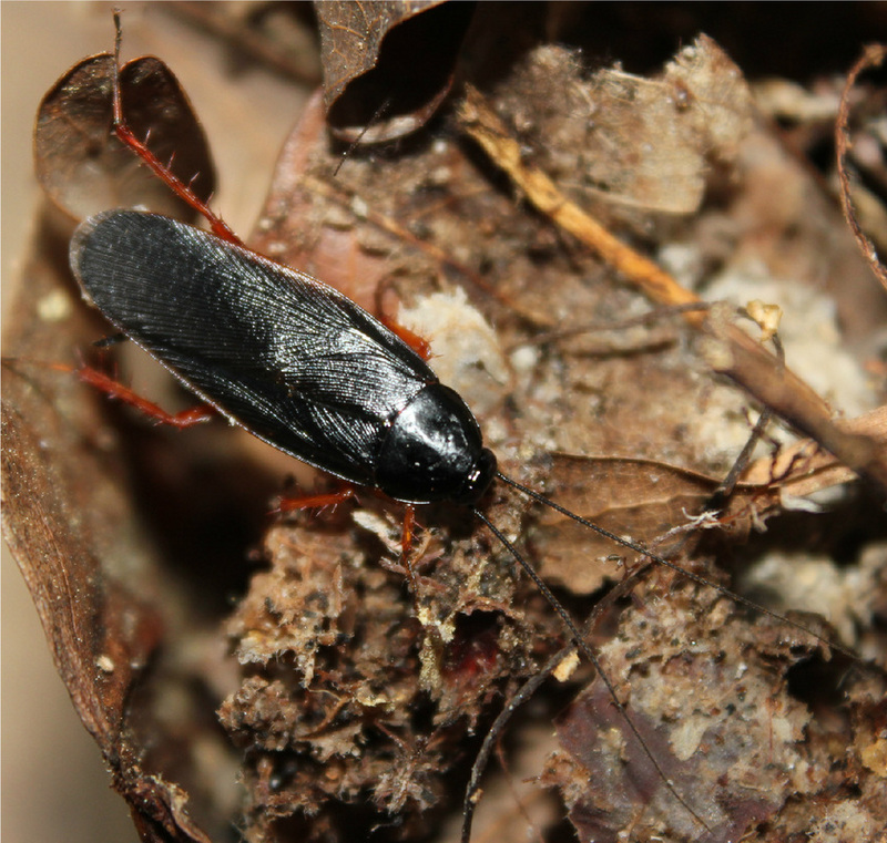Ischnoptera-deropeltiformis-adult-male-Granville-County-NC - dark wood roach (Ischnoptera deropeltiformis) - cockroach.jpg