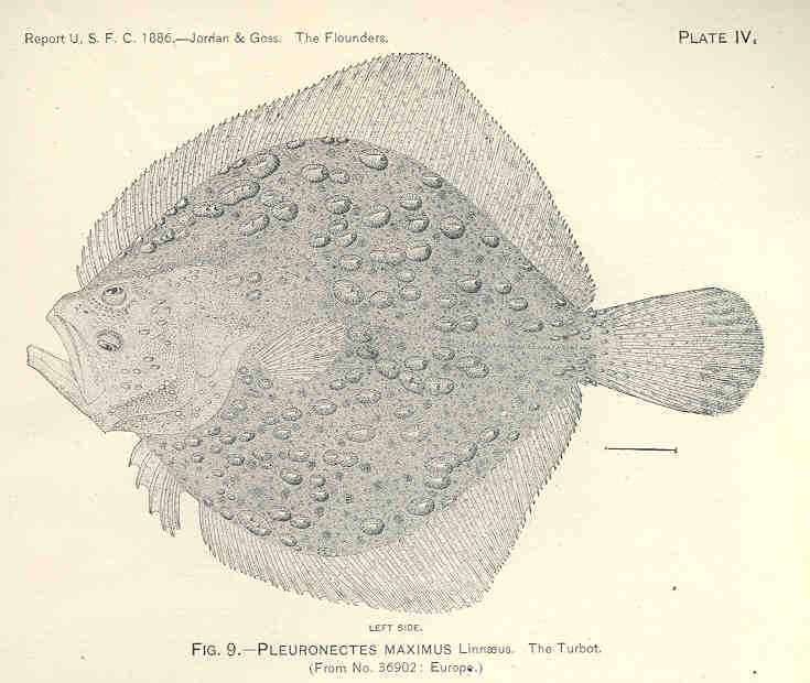 FMIB 33704 Pleuronectes Maximus Linnaeus.jpeg