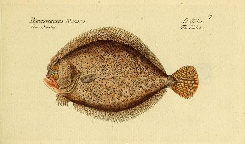 Ichthyologie; ou, Histoire naturelle des poissons (Plate 49) (6918339104).jpg