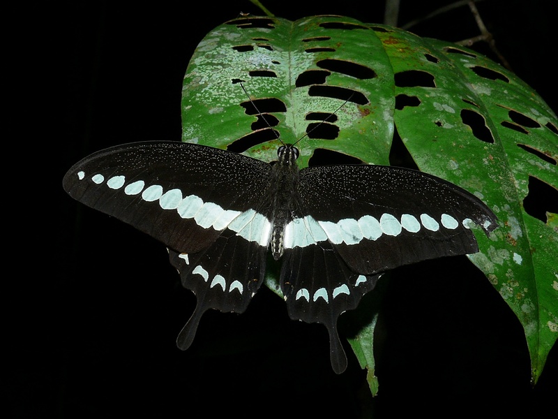 Banded Swallowtail (Papilio demolion) (6707402989).jpg