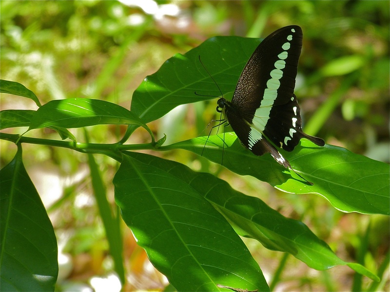 Banded Swallowtail (Papilio demolion) (8067450196).jpg