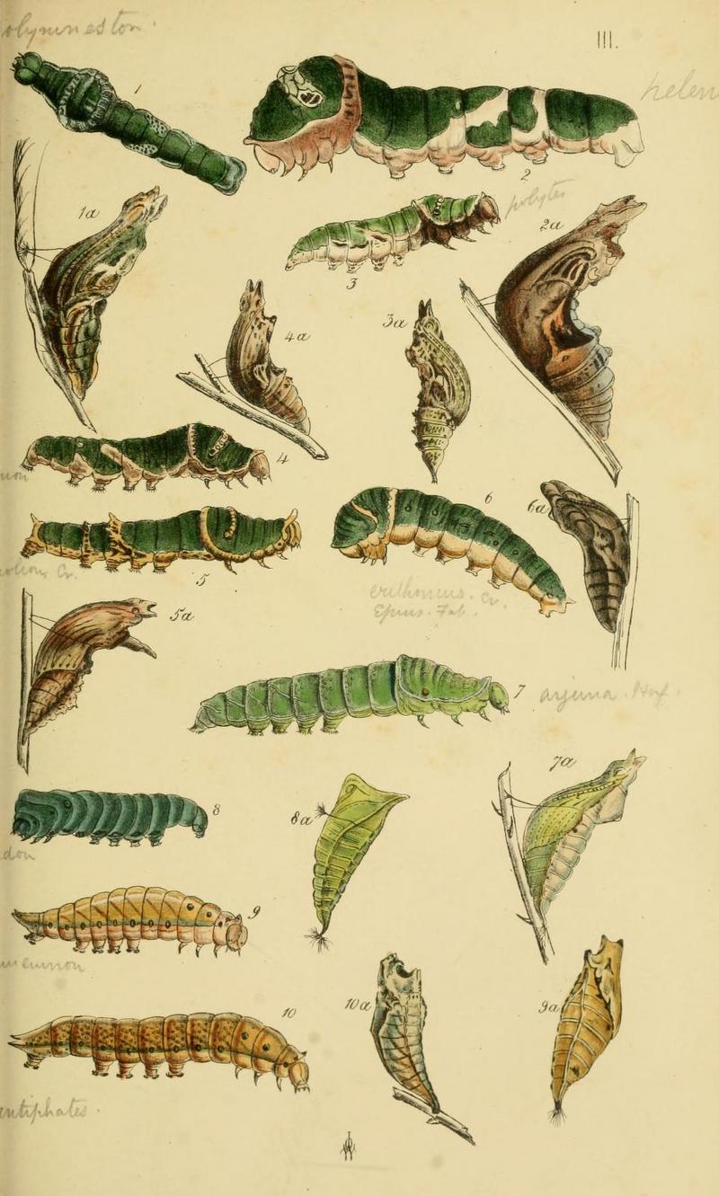 Horsfield Moor Catalogue East India Company Lepidoptera Plate III.jpg