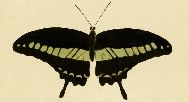 Papilio demolion A.JPG