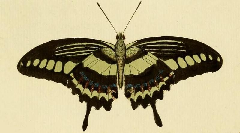 Papilio demolion B.JPG