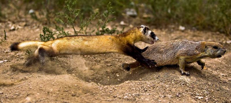 Black-footed Ferret Learning to Hunt.jpg