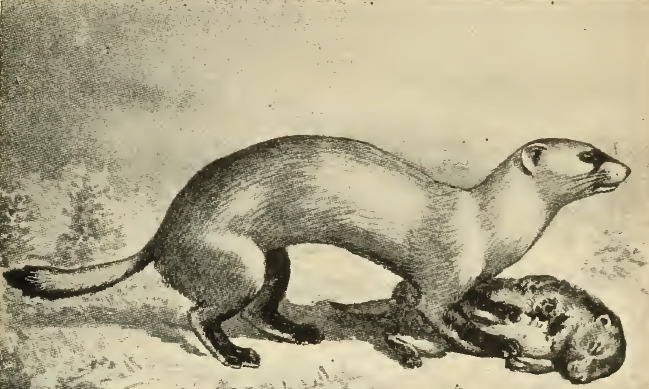 Ferret and prairie dog.jpg