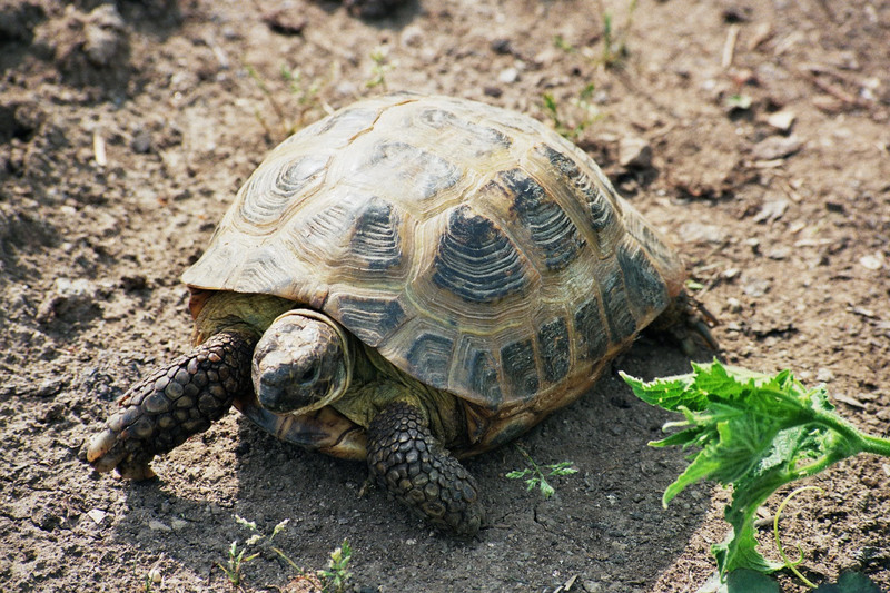 Steppenschildkröte (2) 2006-07 - Russian tortoise (Agrionemys horsfieldii).JPG