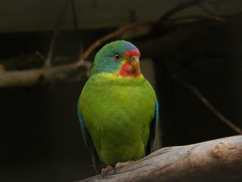 Lathamus discolor -Antwerp Zoo-8 - swift parrot (Lathamus discolor).jpg