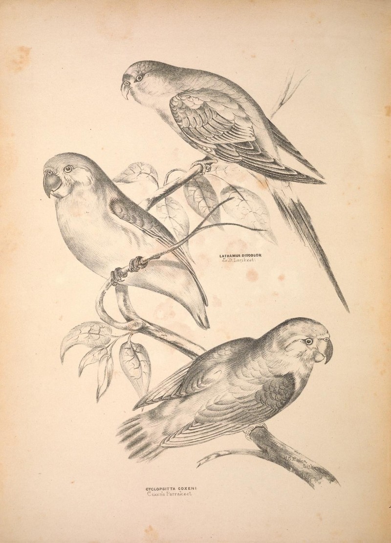 Companion to Gould's Handbook; or, Synopsis of the birds of Australia (Plate 54) (6797541498).jpg