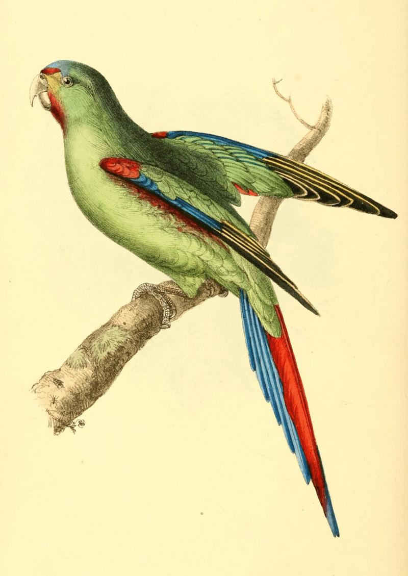 Zoological Illustrations Volume I Plate 62.jpg