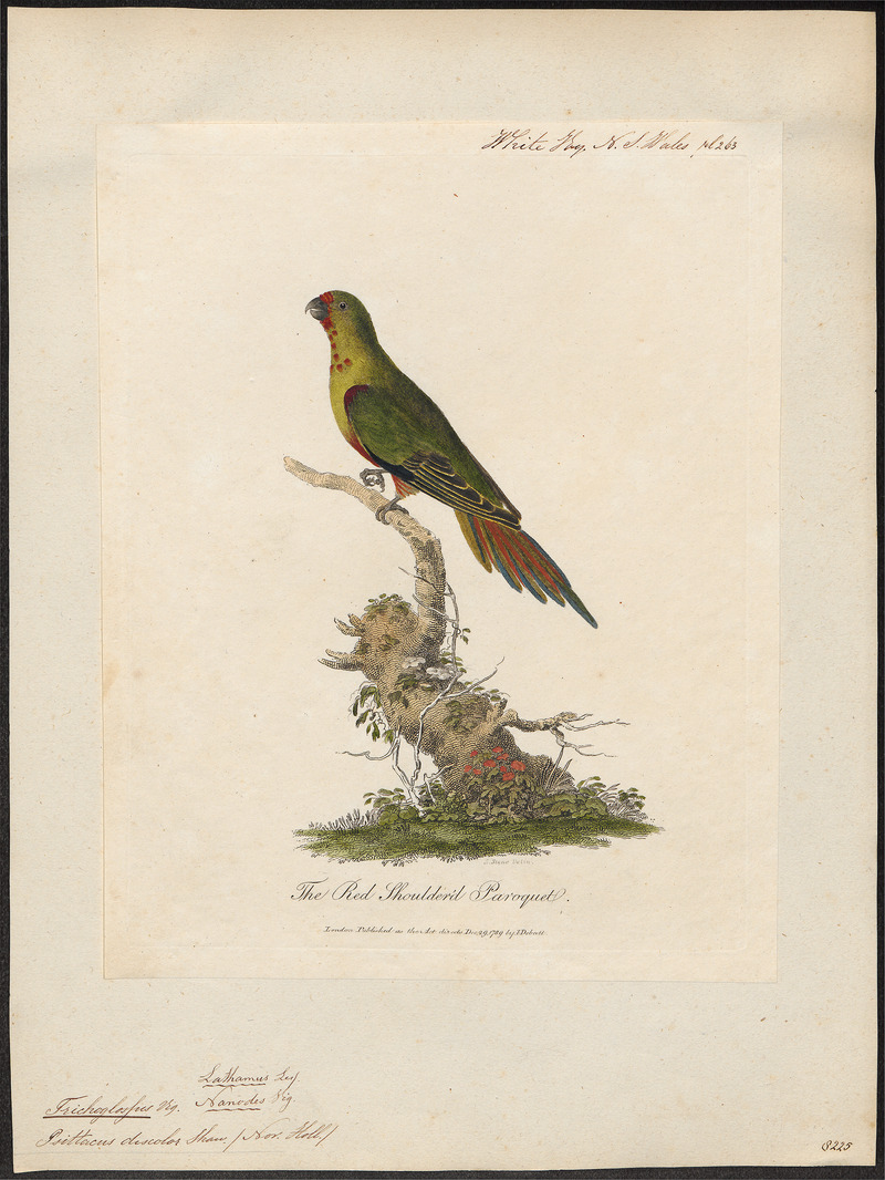 Trichoglossus discolor - 1789 - Print - Iconographia Zoologica - Special Collections University of Amsterdam - UBA01 IZ18500231.jpg