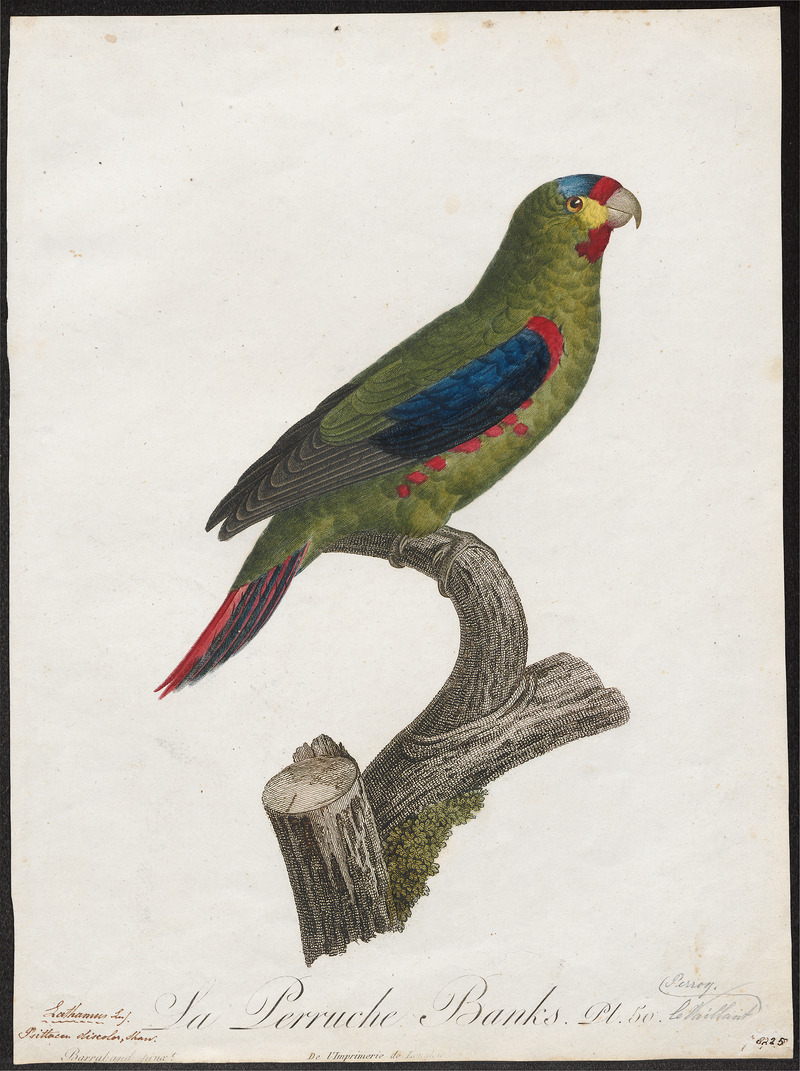 Trichoglossus discolor - 1796-1808 - Print - Iconographia Zoologica - Special Collections University of Amsterdam - UBA01 IZ18500229.jpg