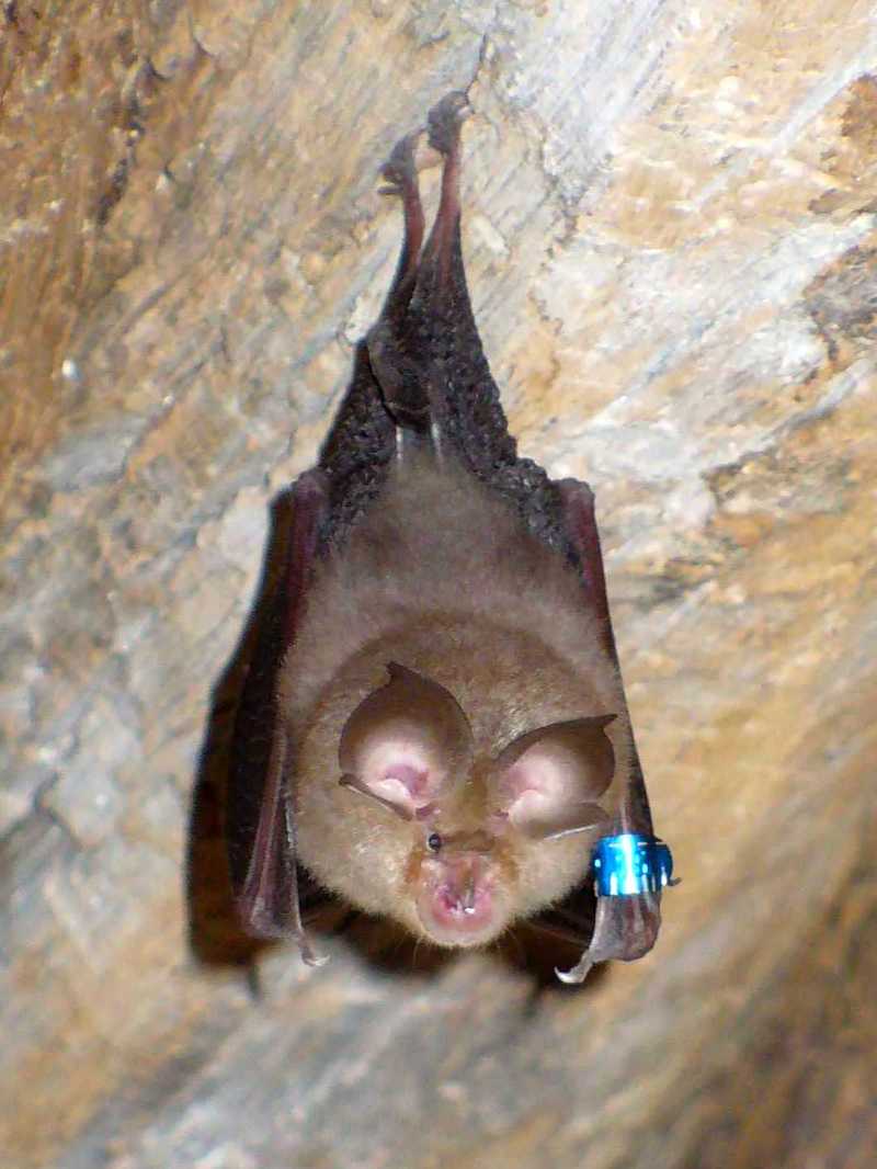 Bat(20070605) - lesser horseshoe bat (Rhinolophus hipposideros).jpg
