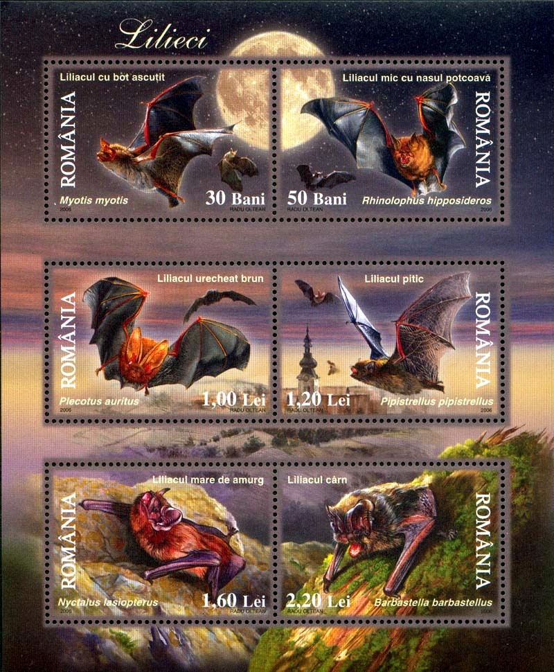 Bats Romania 2003.jpg