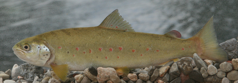 Softmouth salmon - Adriatic trout (Salmo obtusirostris).jpg