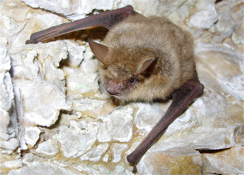 Myotis emarginatus - Ph. Karol Tabarelli de Fatis - Geoffroy's bat (Myotis emarginatus).jpg