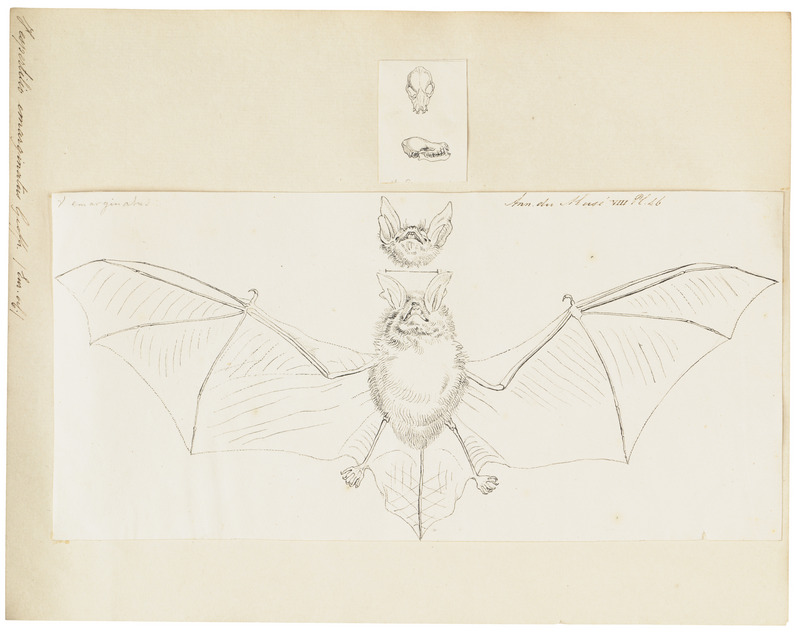 Vespertilio emarginatus - 1700-1880 - Print - Iconographia Zoologica - Special Collections University of Amsterdam - UBA01 IZ20800197.jpg