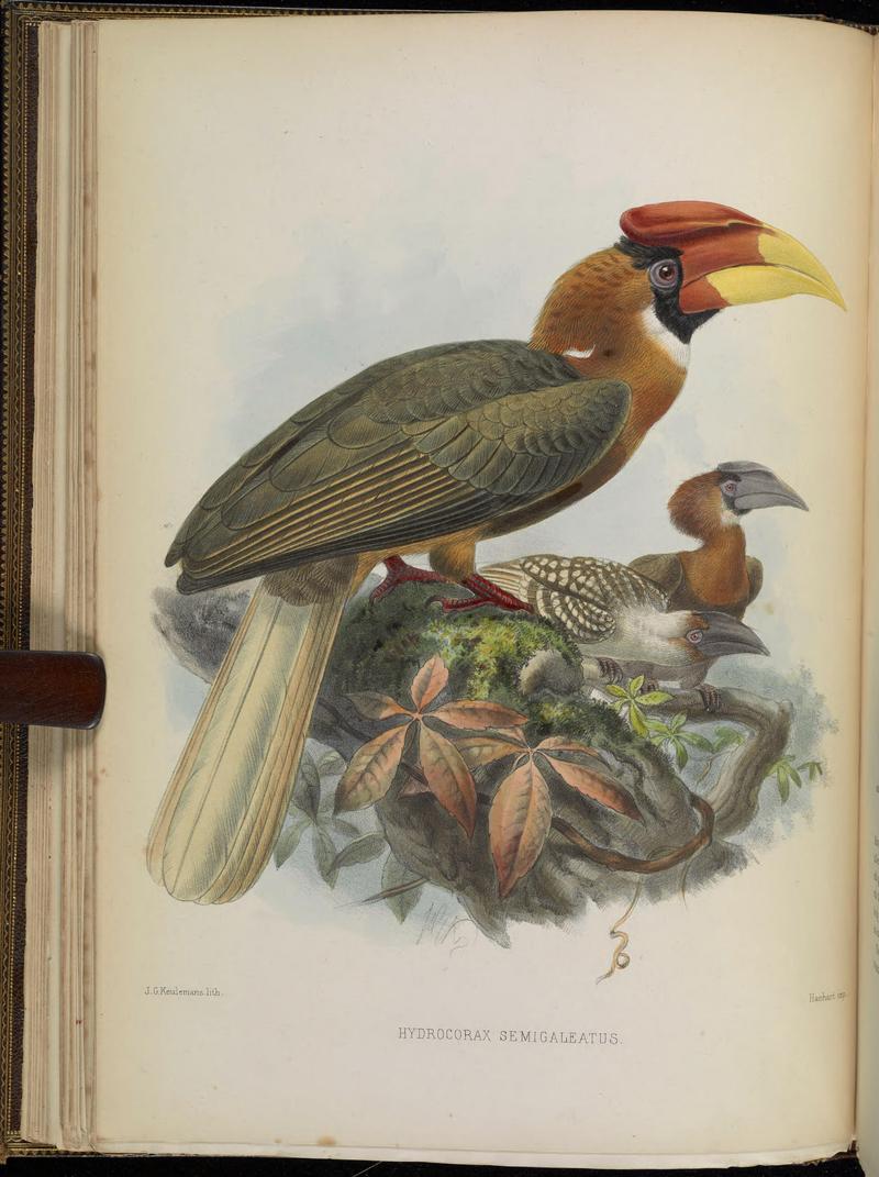 A monograph of the Bucerotidæ, or family of the hornbills (Plate IX) BHL38534543.jpg