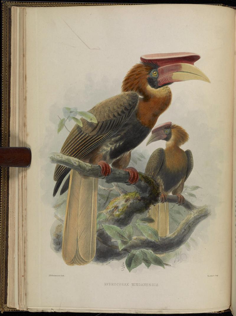 A monograph of the Bucerotidæ, or family of the hornbills (Plate VIII) BHL38534539.jpg