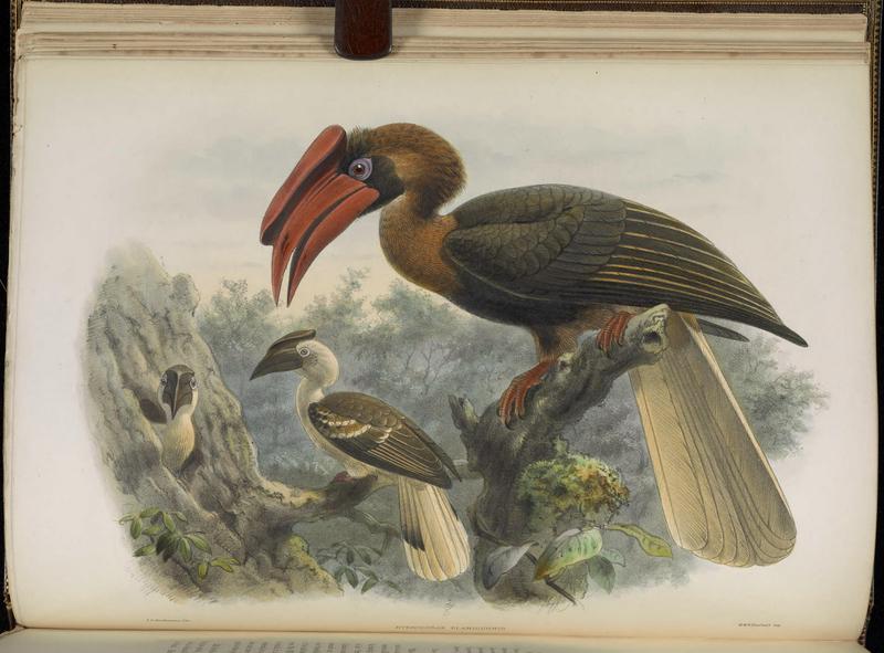 A monograph of the Bucerotidæ, or family of the hornbills (Plate VII) BHL38534535.jpg