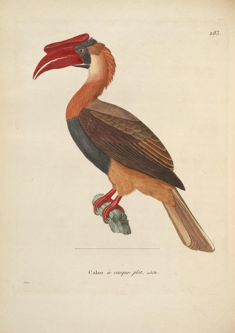 Nouveau recueil de planches coloriées d'oiseaux (10330088905).jpg