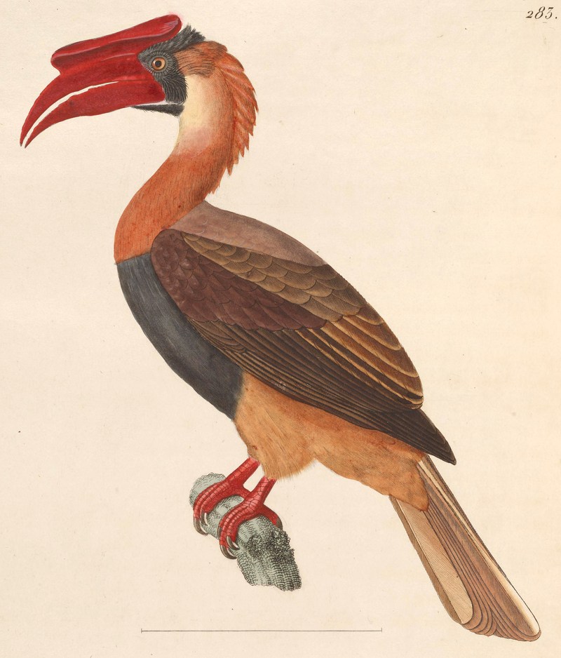 Buceros hydrocorax 1838.jpg