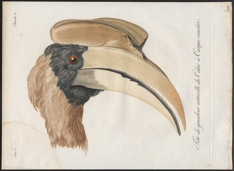 Buceros hydrocorax - kop - 1801 - Print - Iconographia Zoologica - Special Collections University of Amsterdam - UBA01 IZ19300171.jpg