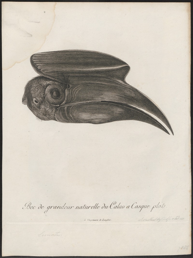Buceros hydrocorax - kop - 1796-1808 - Print - Iconographia Zoologica - Special Collections University of Amsterdam - UBA01 IZ19300175.jpg