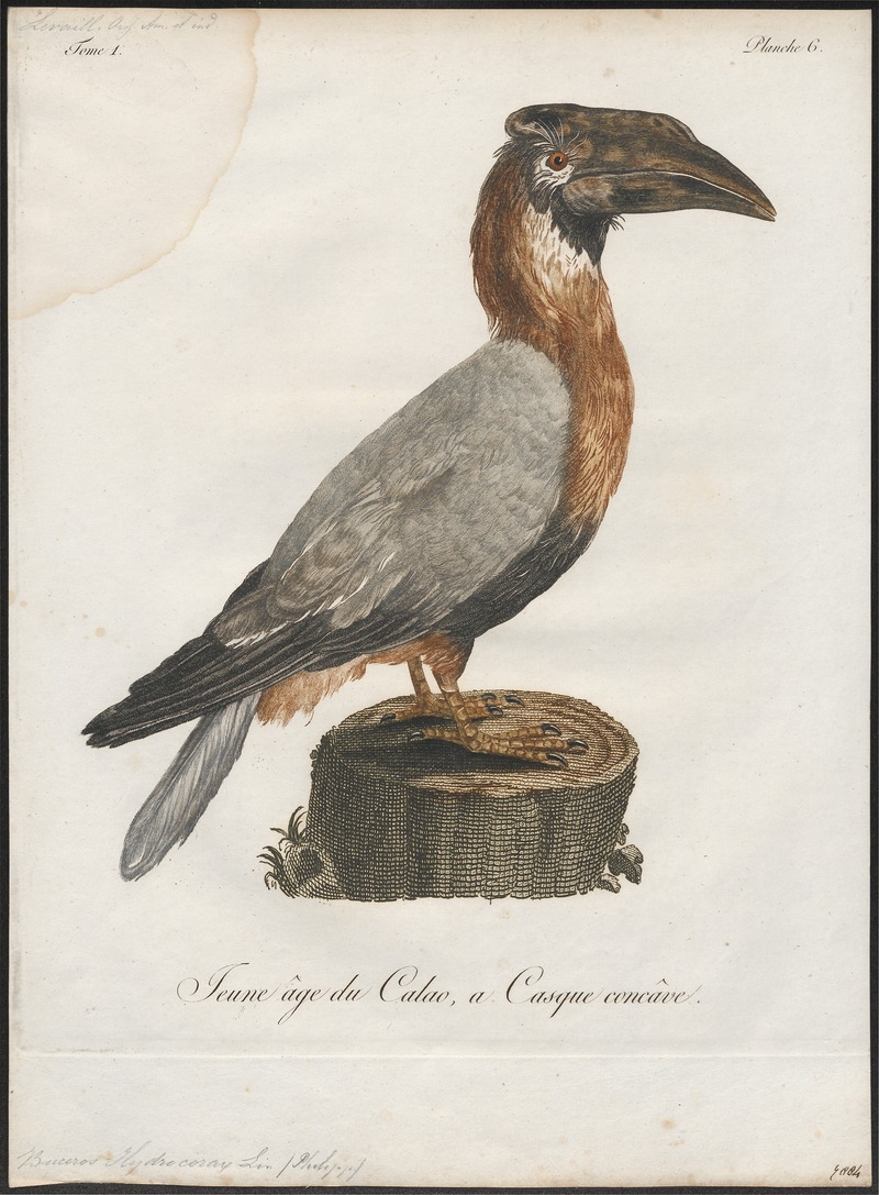 Buceros hydrocorax - 1801 - Print - Iconographia Zoologica - Special Collections University of Amsterdam - UBA01 IZ19300173.jpg
