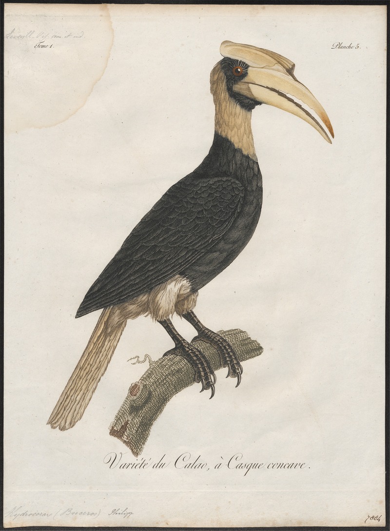 Buceros hydrocorax - 1801 - Print - Iconographia Zoologica - Special Collections University of Amsterdam - UBA01 IZ19300169.jpg