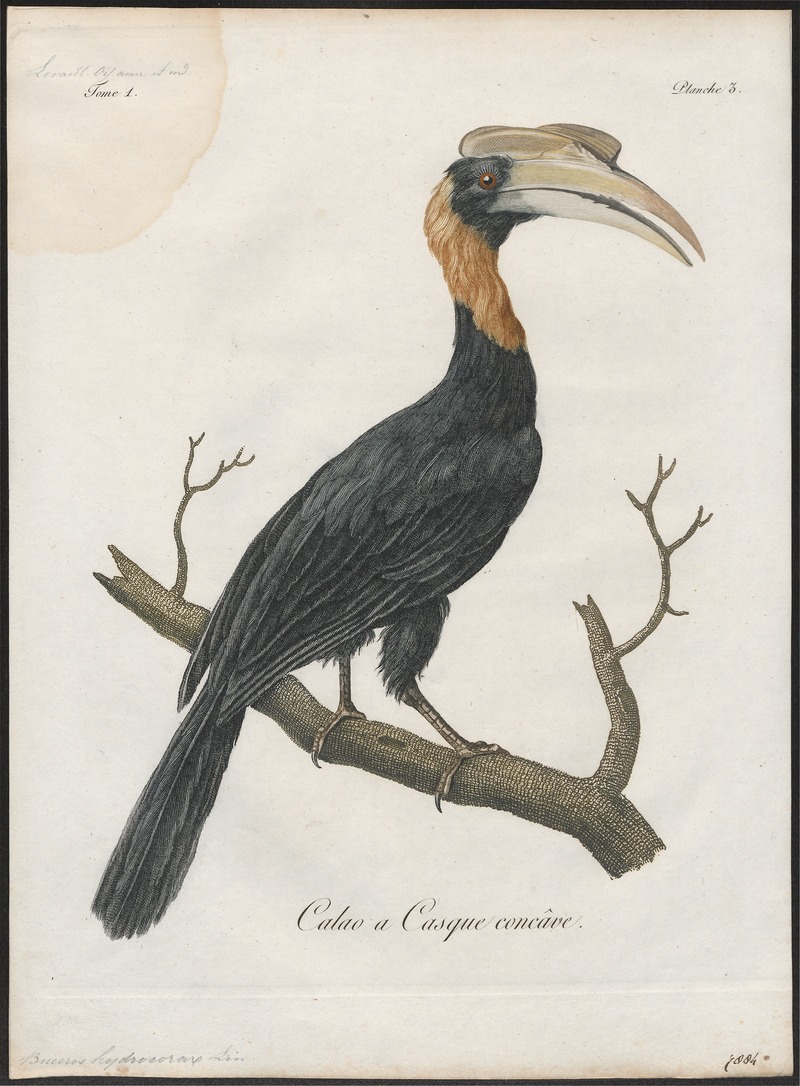 Buceros hydrocorax - 1801 - Print - Iconographia Zoologica - Special Collections University of Amsterdam - UBA01 IZ19300167.jpg