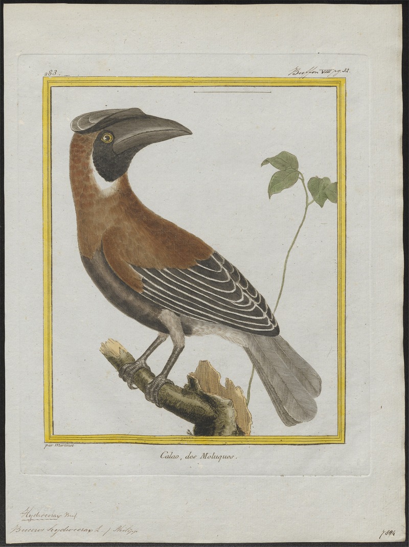 Buceros hydrocorax - 1700-1880 - Print - Iconographia Zoologica - Special Collections University of Amsterdam - UBA01 IZ19300165.jpg
