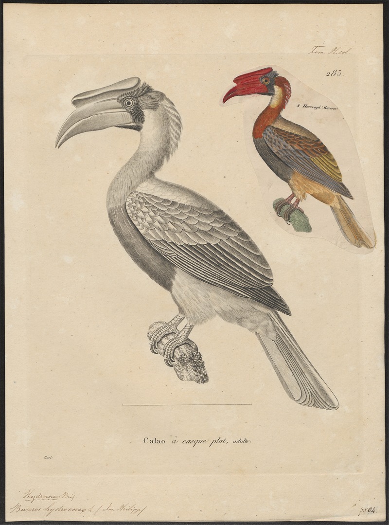 Buceros hydrocorax - 1700-1880 - Print - Iconographia Zoologica - Special Collections University of Amsterdam - UBA01 IZ19300163.jpg