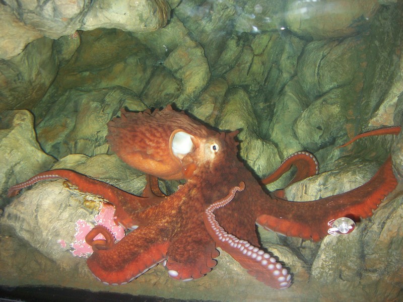 Enteroctopus dofleini in aquarium rotated - Giant Pacific octopus (Enteroctopus dofleini).jpg