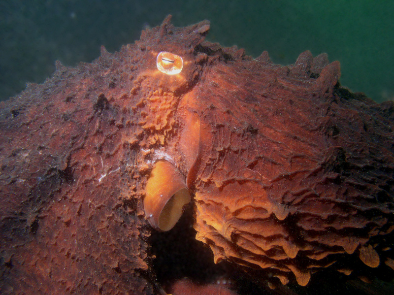 E dofleini closeup - Giant Pacific octopus (Enteroctopus dofleini).jpg