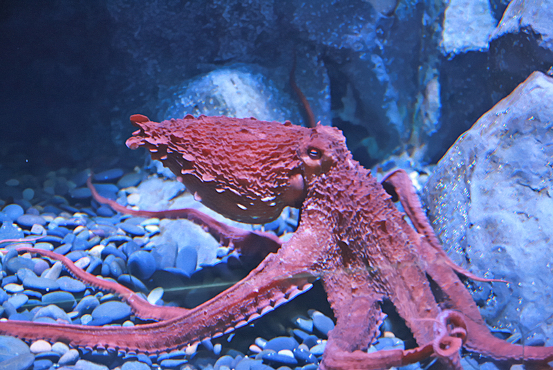 Giant Pacific Octopus.jpg