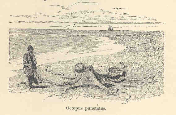 FMIB 35343 Octopus punctatus.jpeg