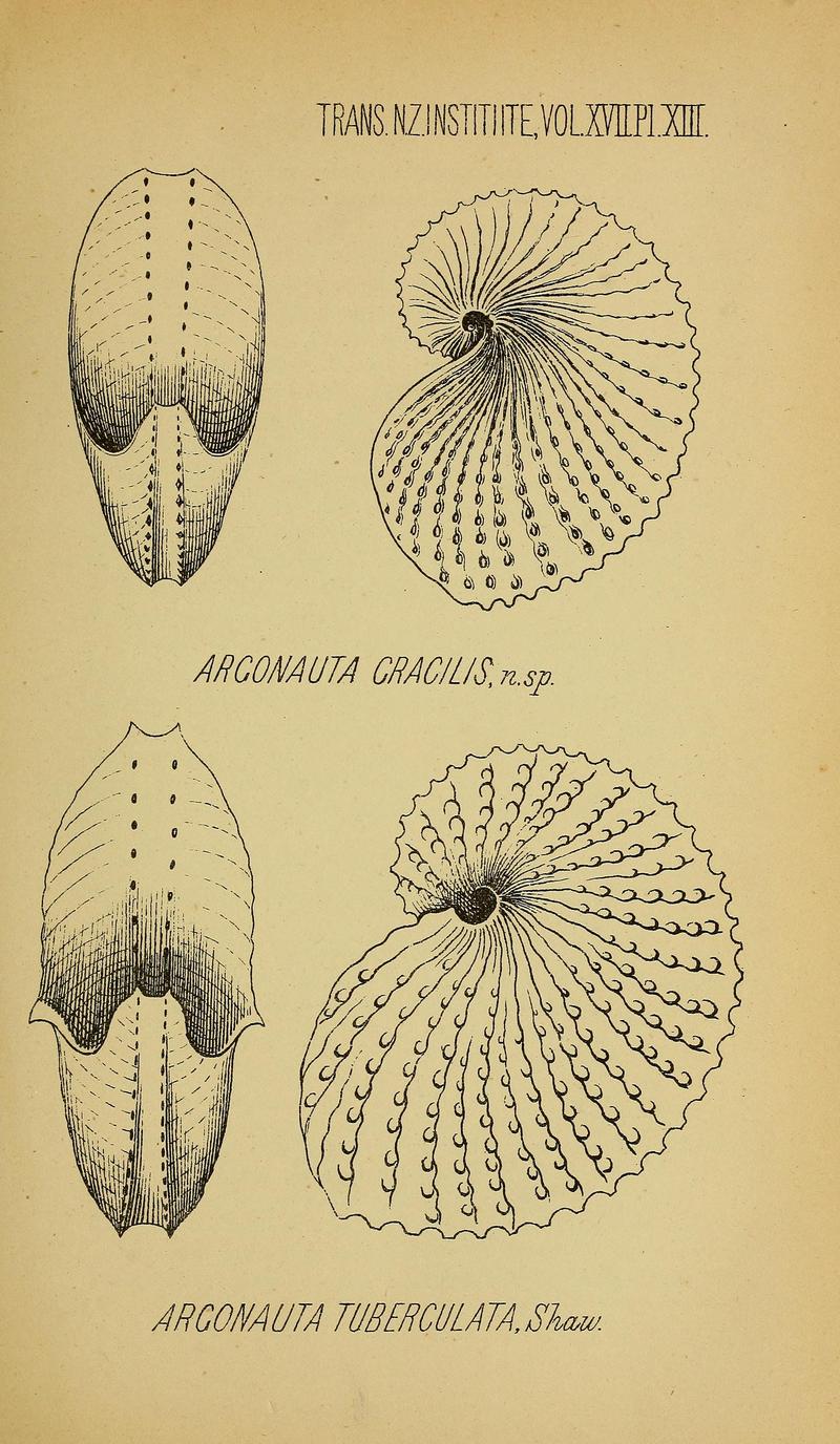 Argonauta gracilis and Argonauta tuberculata.jpg