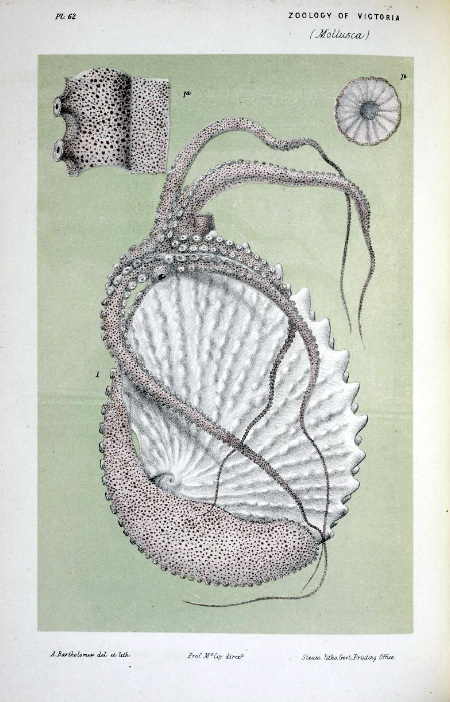 Argonauta nodosa with eggcase lithograph.jpg