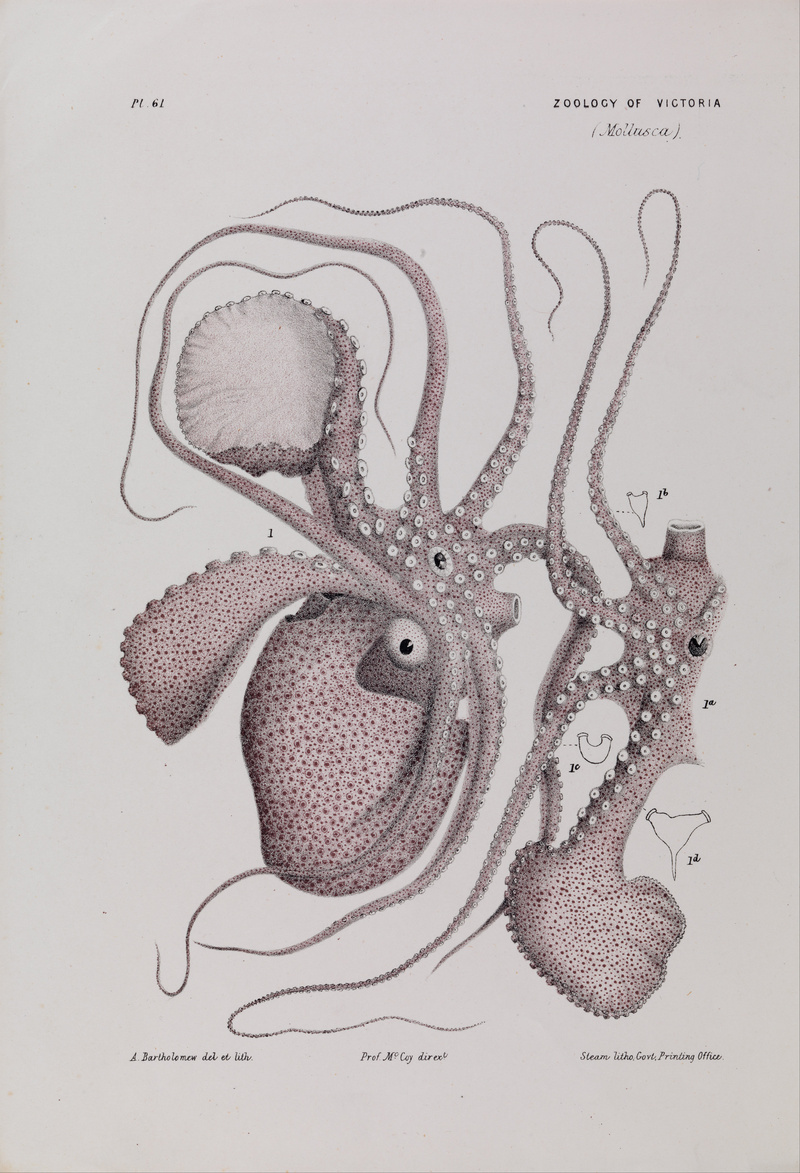 Arthur Bartholomew - Paper Nautilus, Argonauta nodosa - Google Art Project.jpg