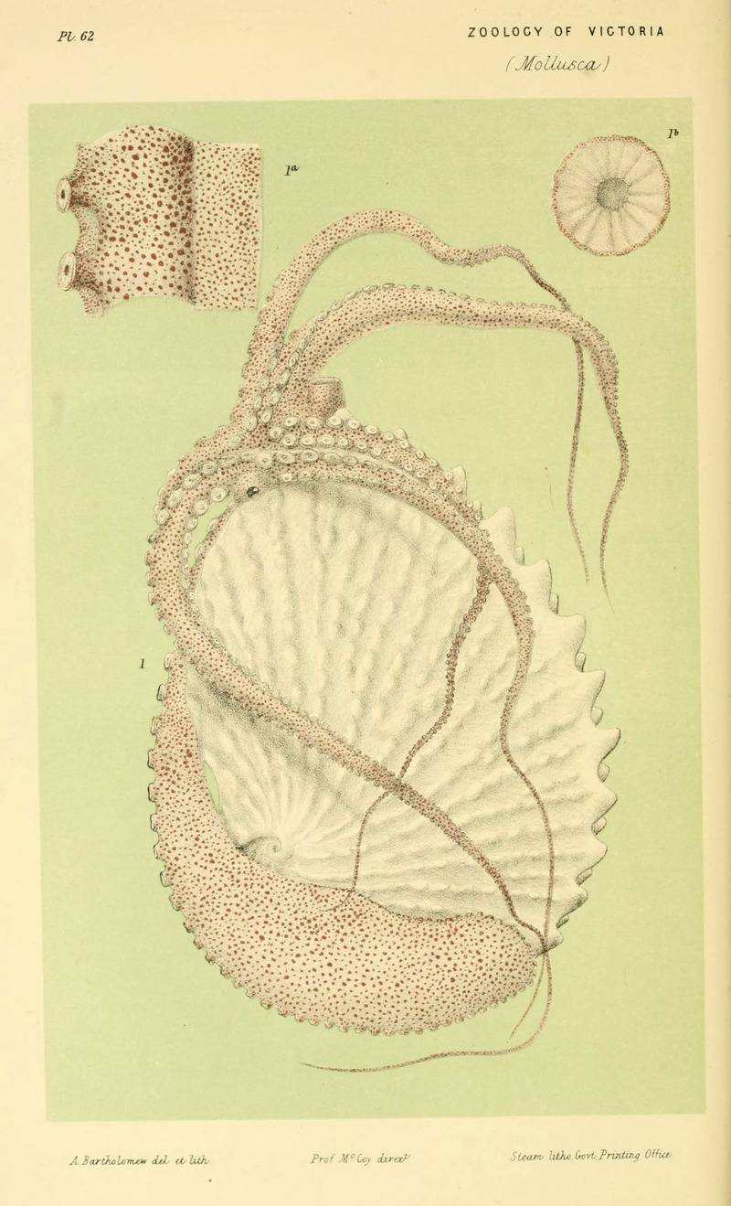 Natural history of Victoria (Pl. 62) (5998821508).jpg