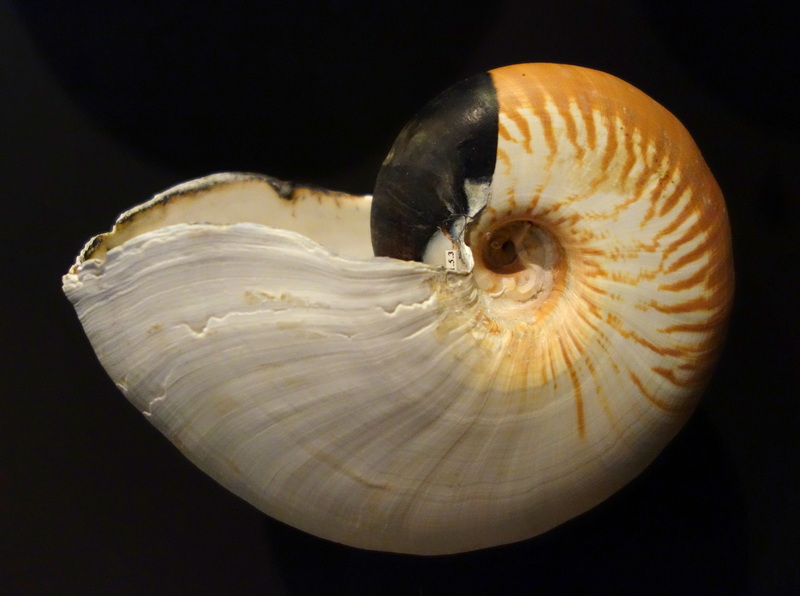 Nautilus scrobiculatus - Fernbank Museum of Natural History - DSC00301 - crusty nautilus (Allonautilus scrobiculatus).JPG