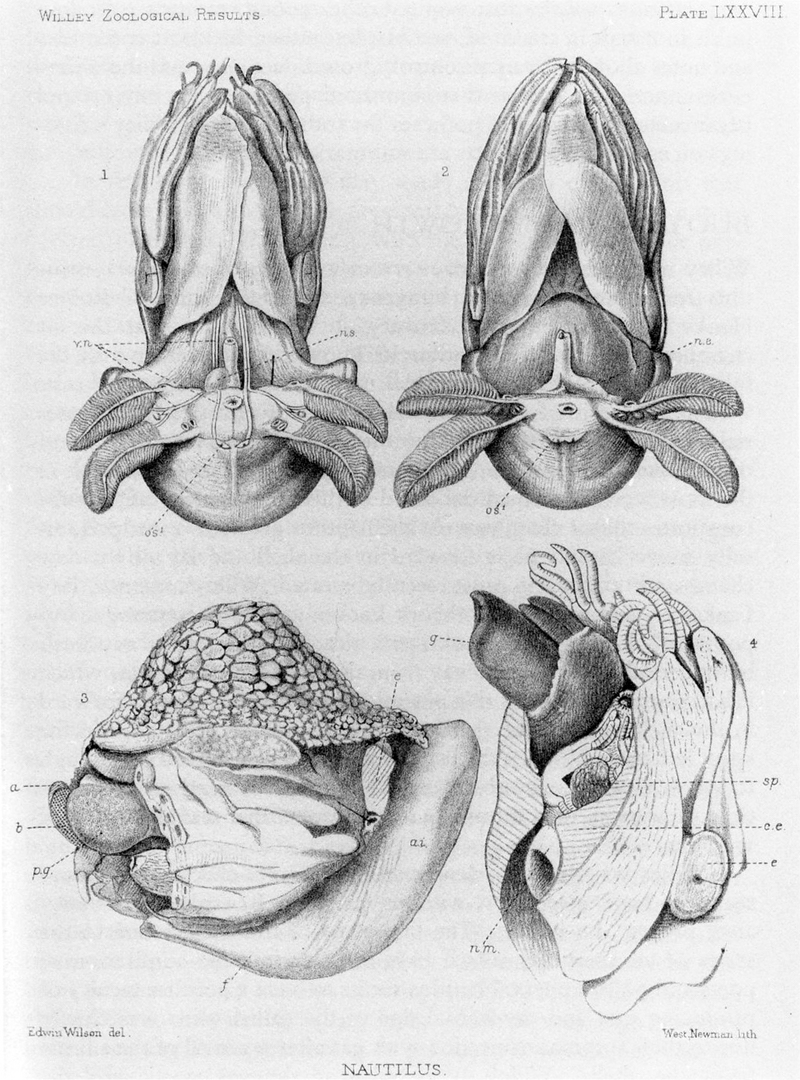 Nautilus umbilicatus.jpg