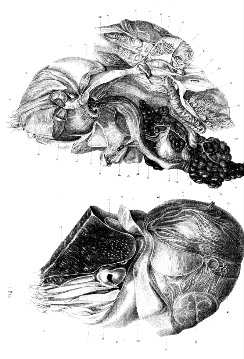 Nautilus anatomy 1855 01.png