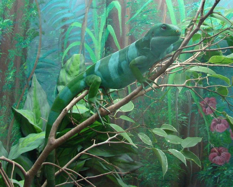 Brachylophus fasciatus (Fijian Iguana).jpg