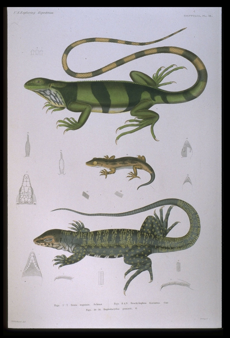 Wilkes expedition Reptilia Plate 18.jpg