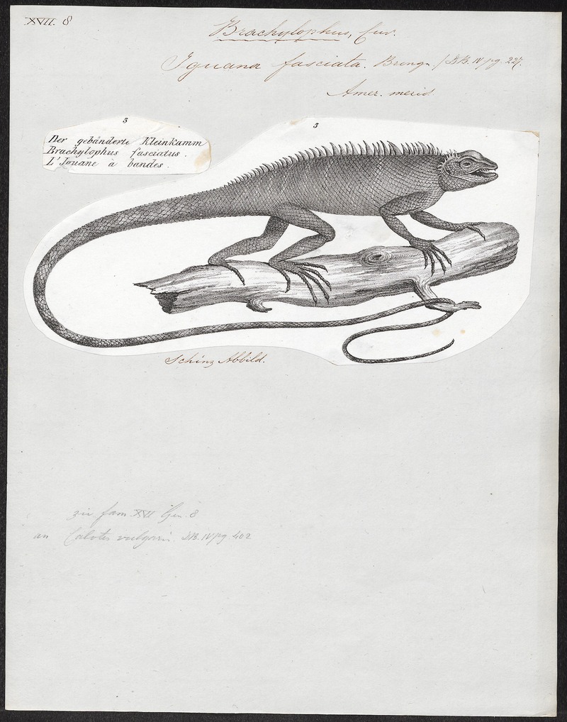 Iguana fasciata - 1700-1880 - Print - Iconographia Zoologica - Special Collections University of Amsterdam - UBA01 IZ12800065.jpg